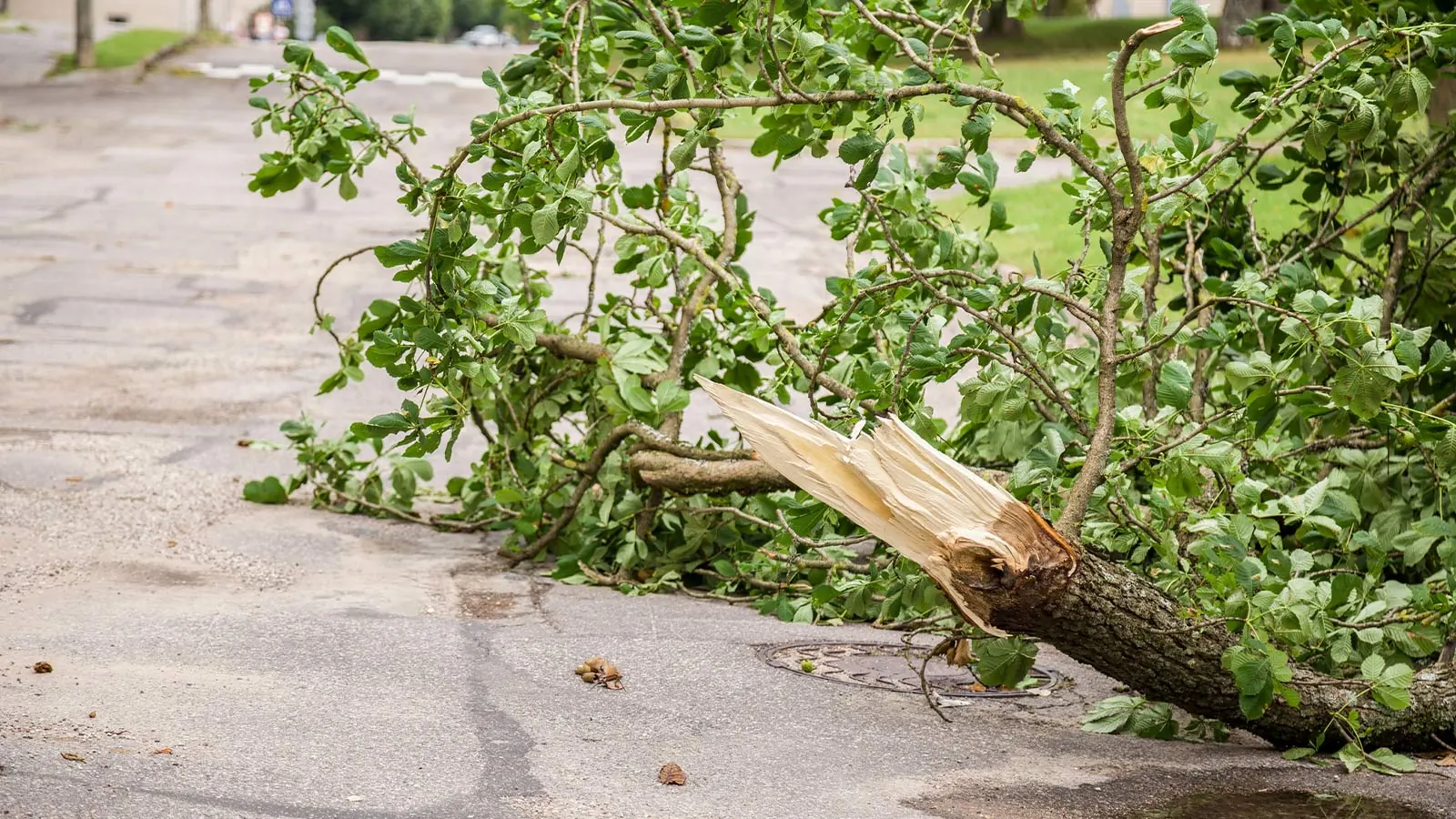 Broken tree branches piled in an Omaha yard after a storm